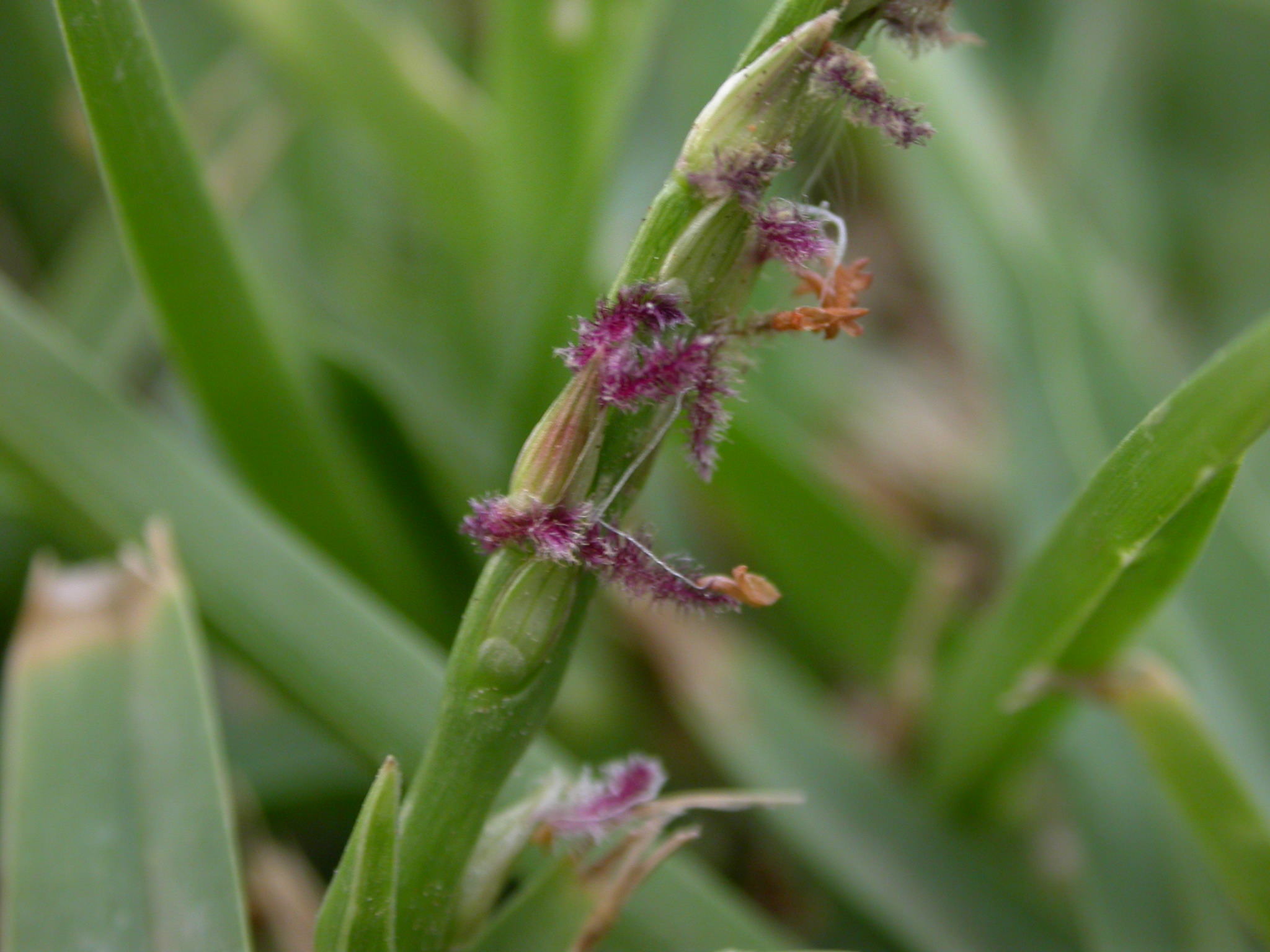 Stenotaphrum secundatum